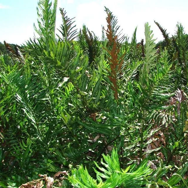 thumbnail for publication: Acrostichum danaeifolium: Leather Fern, Giant Leather Fern